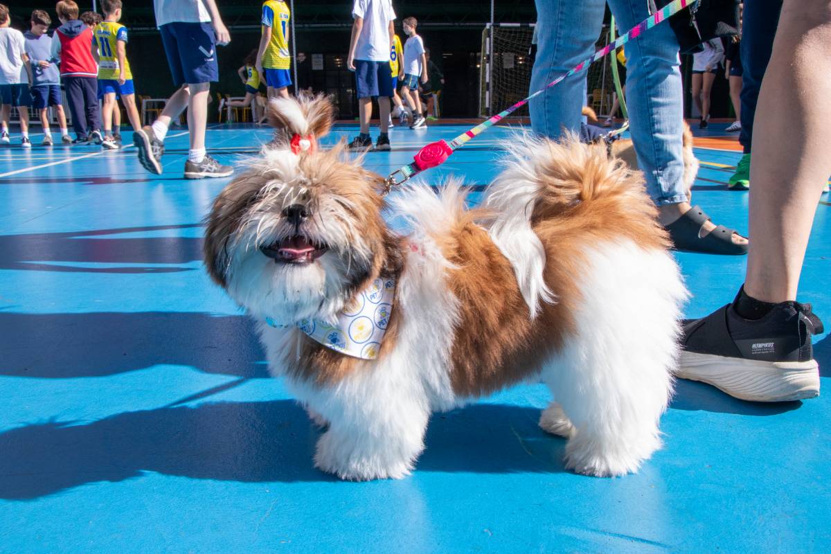 Nosso animado Pet Day - 21