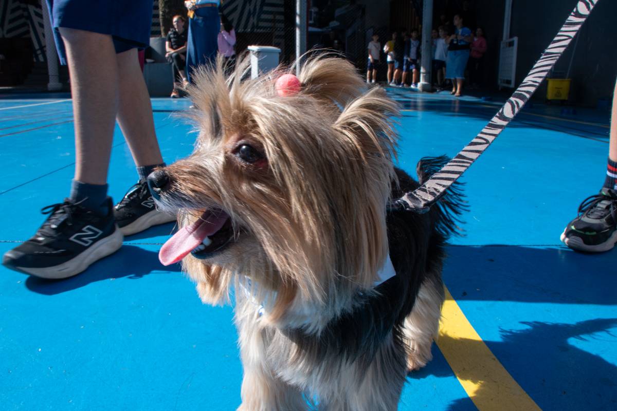 Nosso animado Pet Day - 22